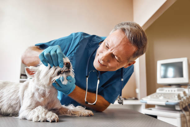 Best Emergency Dentist for Special Needs Patients in Oak Grove, MO